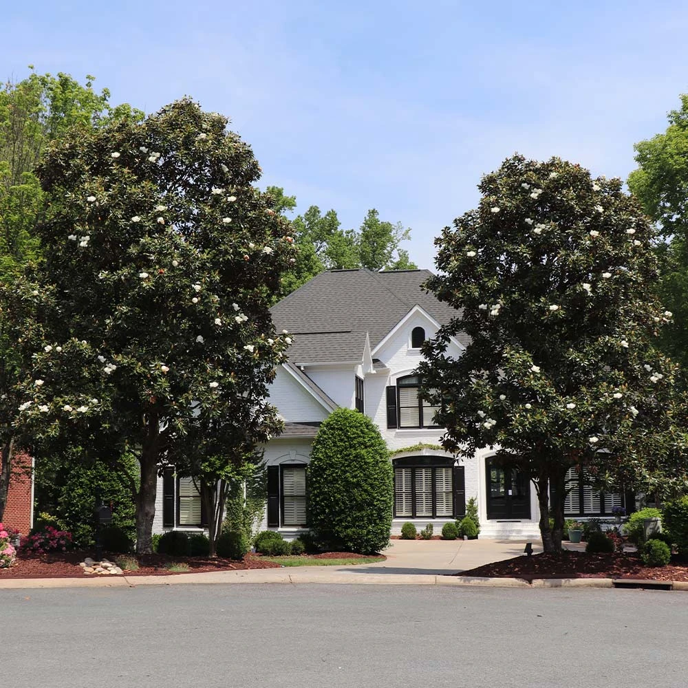 Southern Magnolia Tree - Image 2