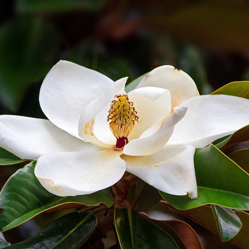 Southern Magnolia Tree - Image 3