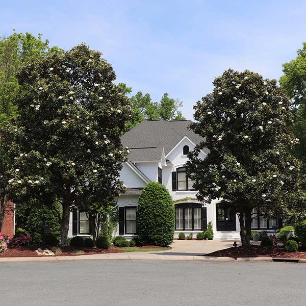 Southern Magnolia Tree