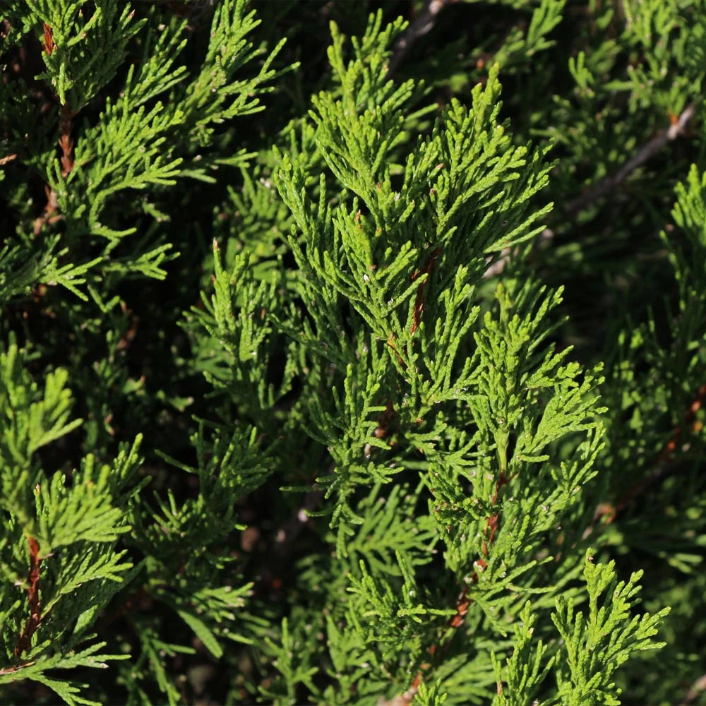 Spartan Juniper Tree - Image 3