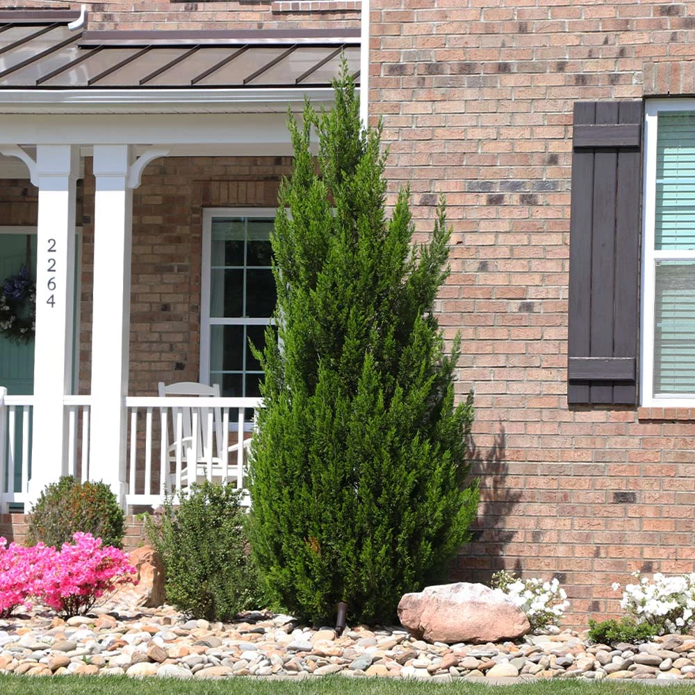 Spartan Juniper Tree - Image 4