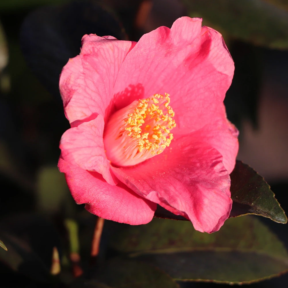 Spring's Promise Camellia Shrub - Image 3
