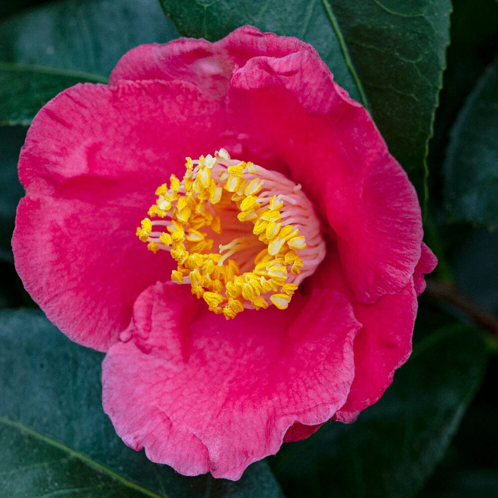 Spring's Promise Camellia Shrub - Image 2
