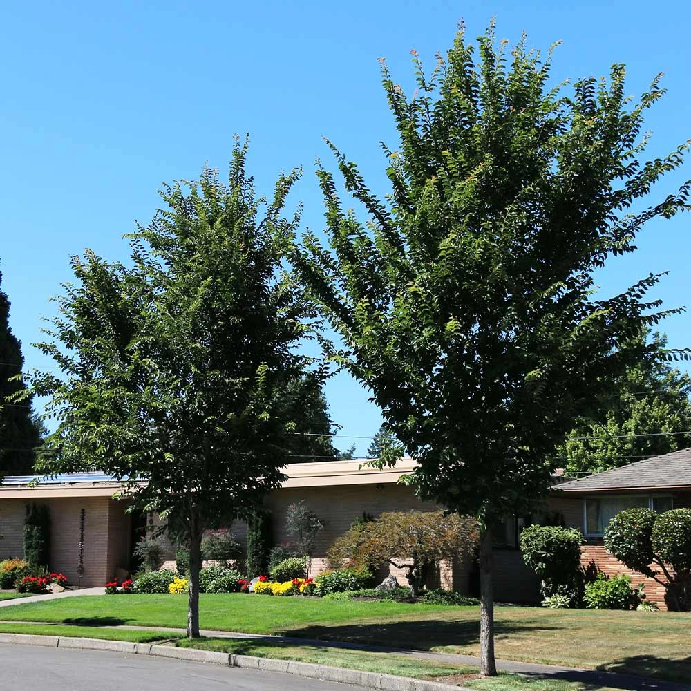 Emerald Sunshine® Elm Tree - Image 3