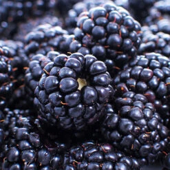 Thornless Blackberry Bush