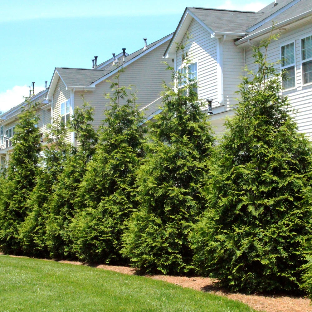 Thuja Green Giant Tree - Image 4