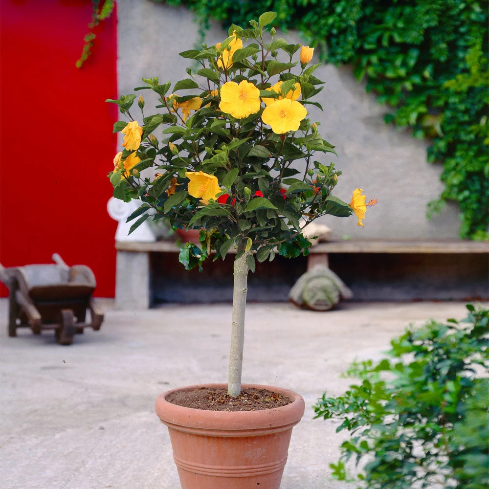 Yellow Tropical Hibiscus Tree - Image 2