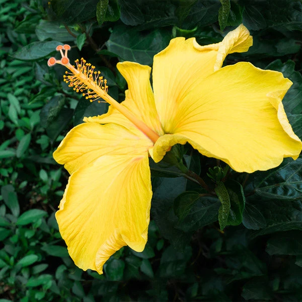 Yellow Tropical Hibiscus Tree