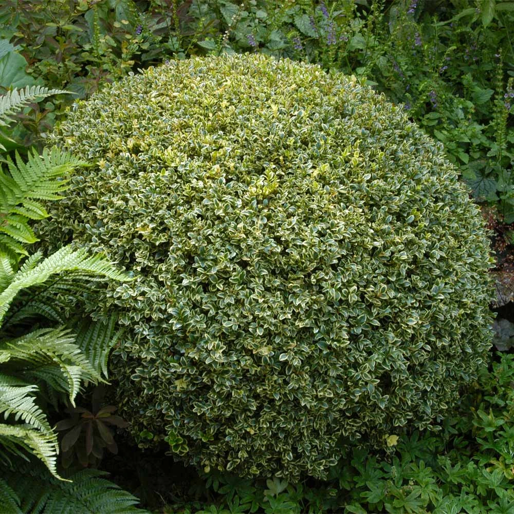 Variegated Boxwood Shrub - Image 2