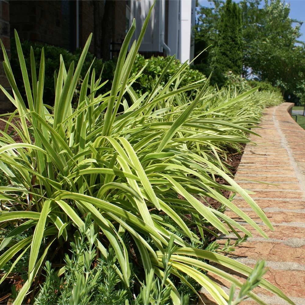 Variegated Liriope Plant - Image 2