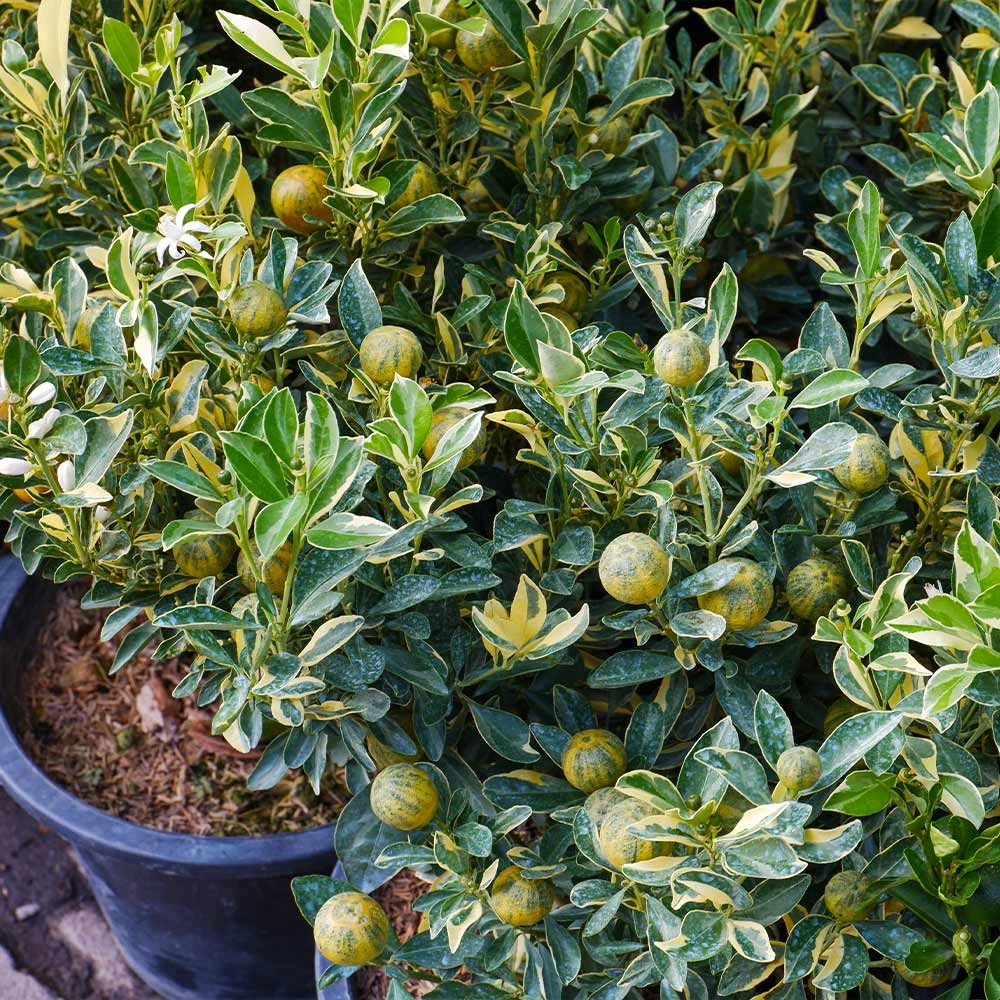 Pink Variegated Eureka Lemon Tree - Image 2