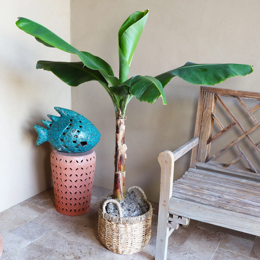 Boho House Plant Kit - Image 5