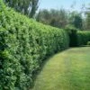 Waxleaf Privet Hedge