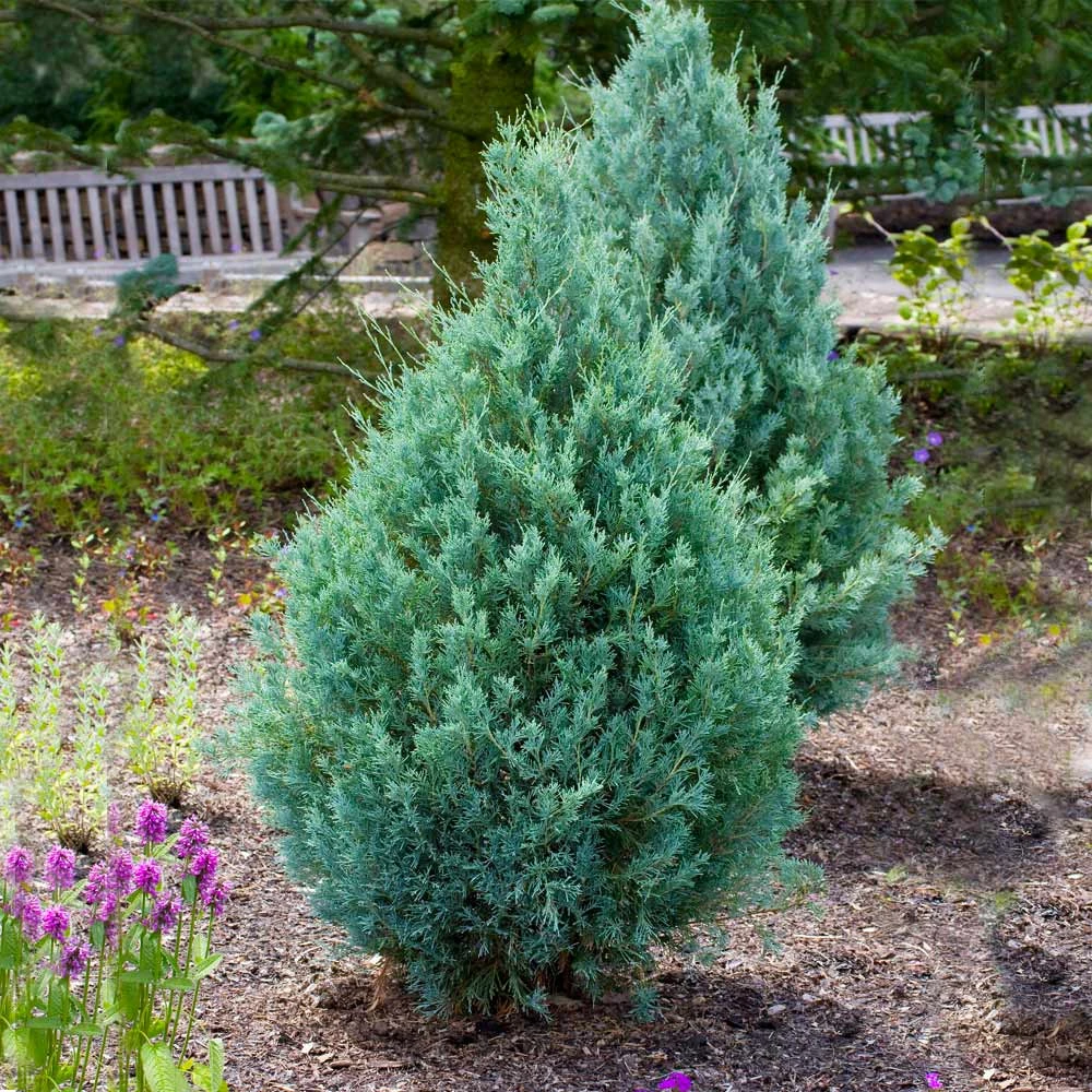 Wichita Blue Juniper Tree - Image 5