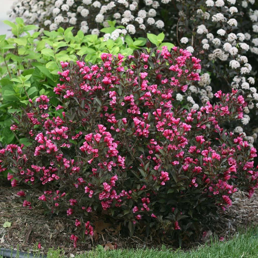 Wine & Roses® Weigela Shrub - Image 2