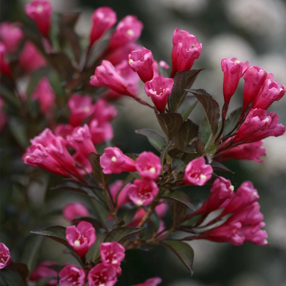 Wine & Roses® Weigela Shrub - Image 4