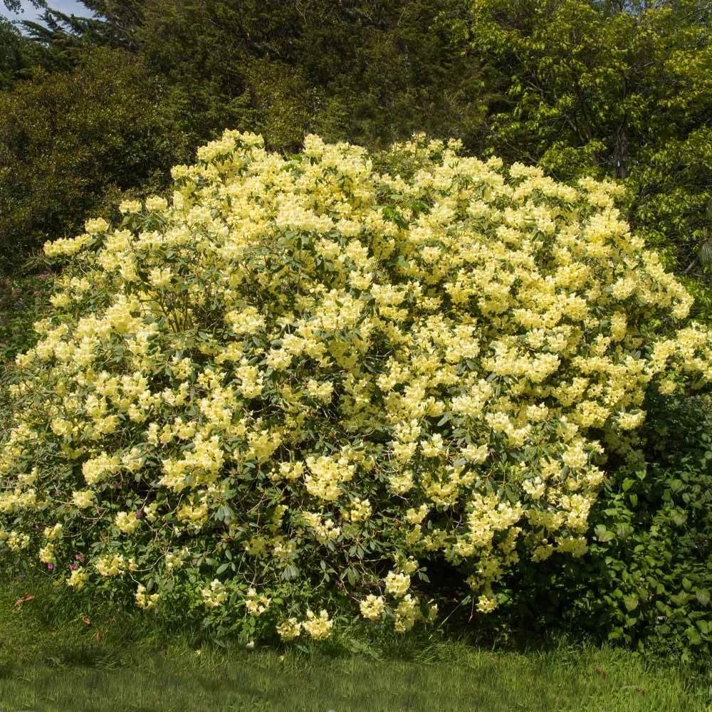 Yellow Rhododendron Shrub - Image 2