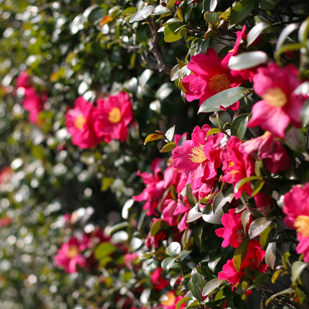 Yuletide Camellia Shrub - Image 4