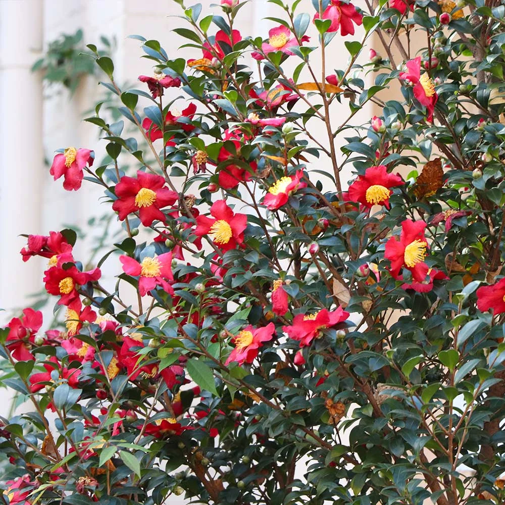 Yuletide Camellia Shrub - Image 2