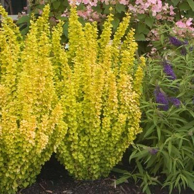 Sunjoy Golden Pillar Barberry Shrub - Image 2