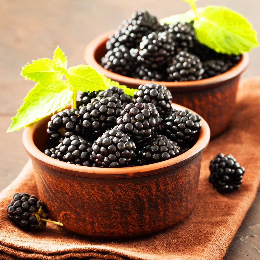 Kiowa Blackberry Bush - Image 3