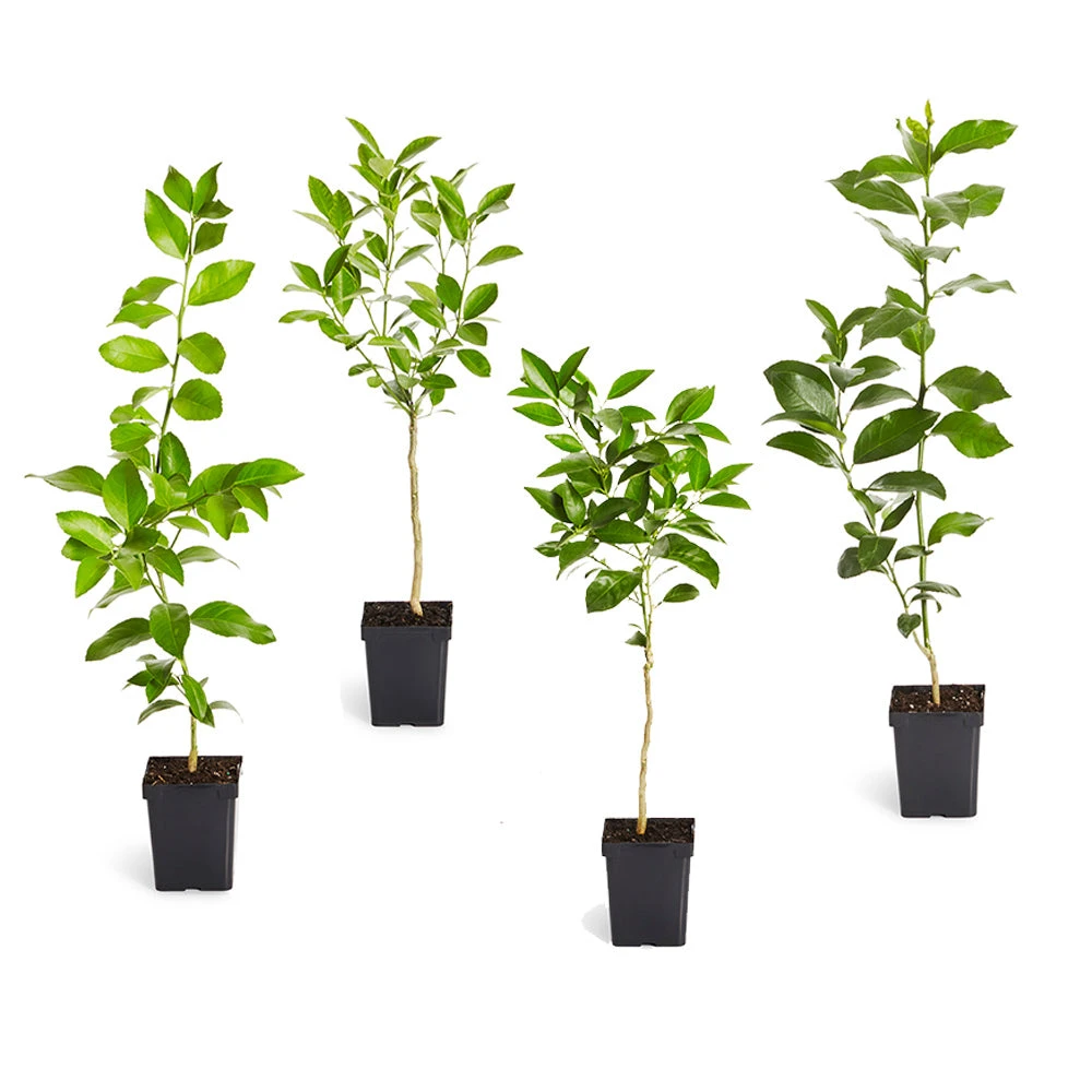 Citrus Tree Variety Kit - Image 2
