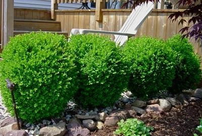 Winter Gem Boxwood Shrub - Image 3